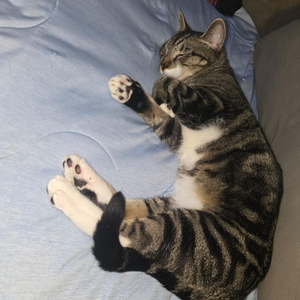 Gizmo (paired with Dilbert)