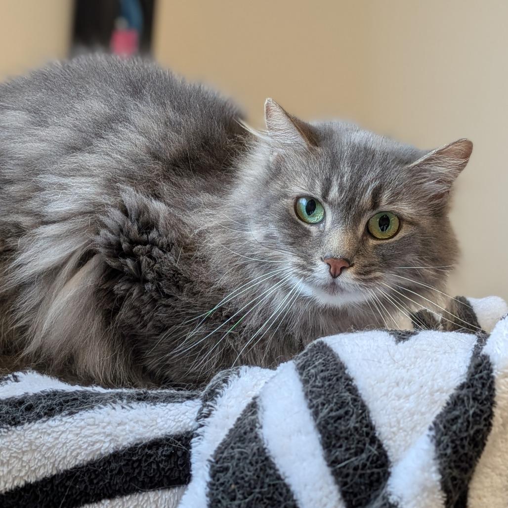 Baby-Hero Needed $99