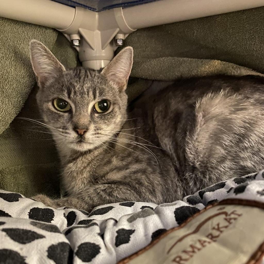 Ella