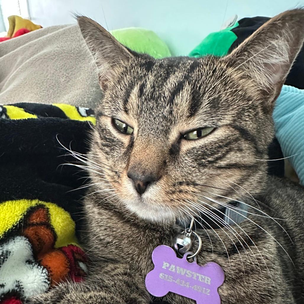 Baby JonJon (Bonded with Moviestar) 