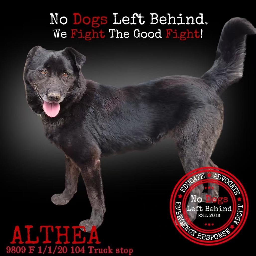 Althea 9809