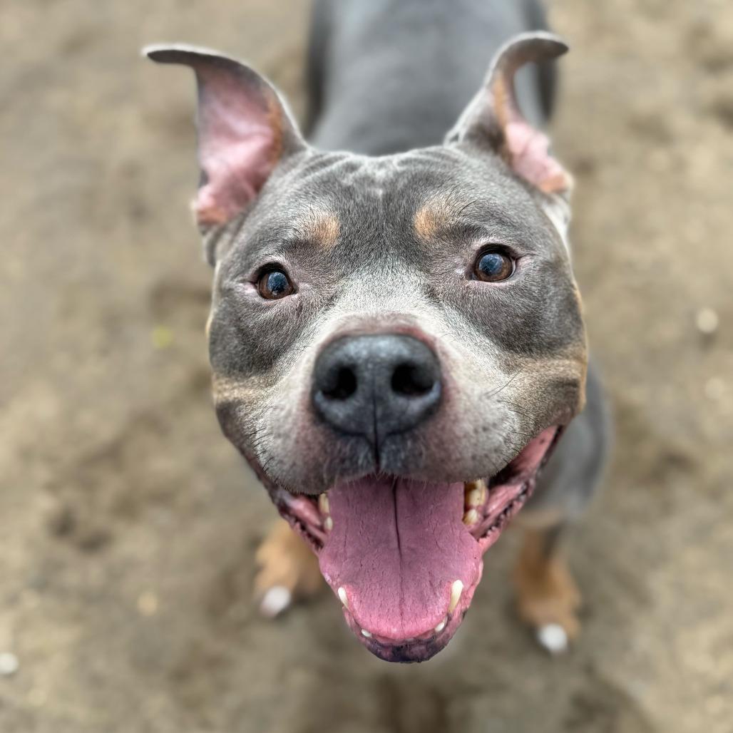 Polo-In foster $99 - See my video!