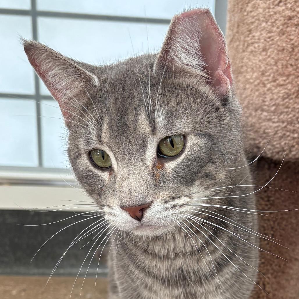 Cinnamon Toast Crunch