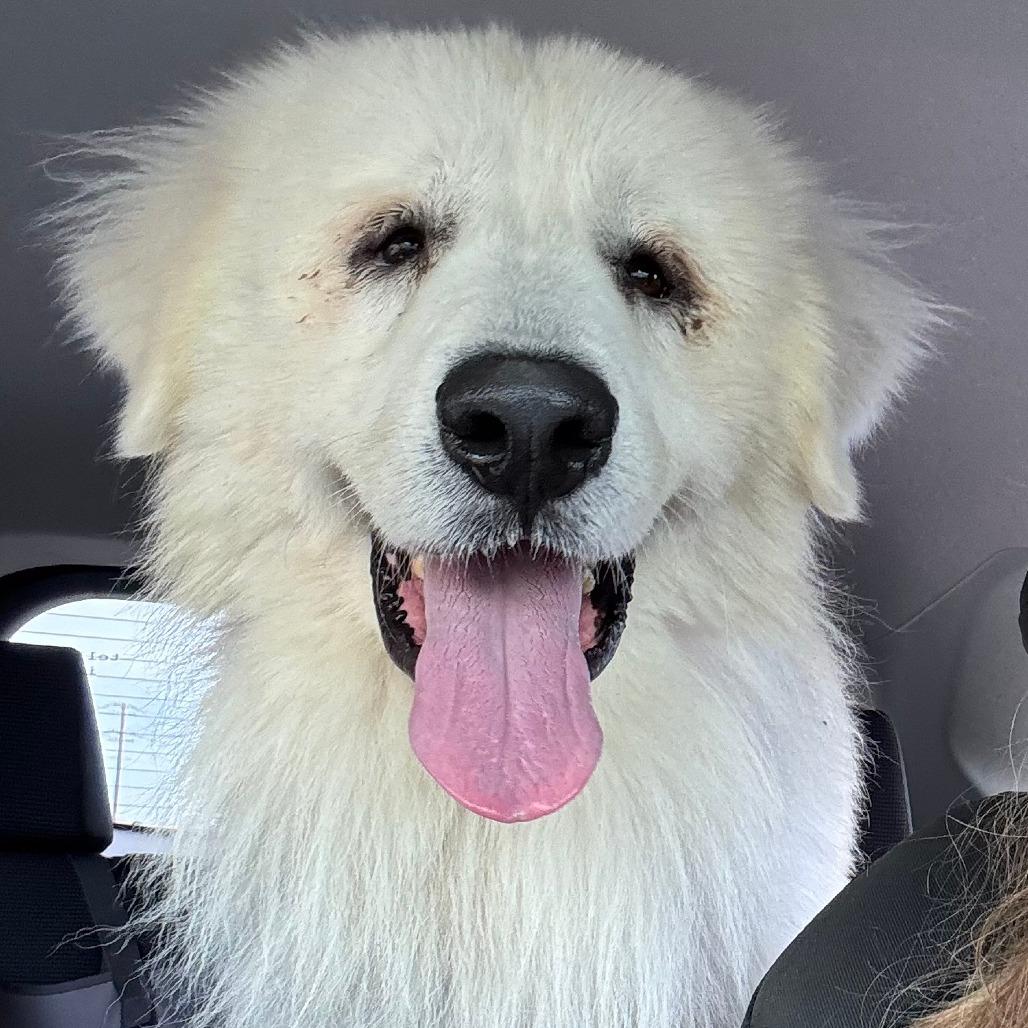 Thomas Franklin Noodlebaum