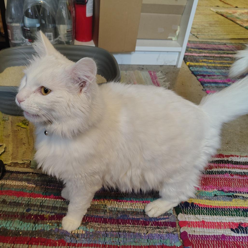 Cotton 