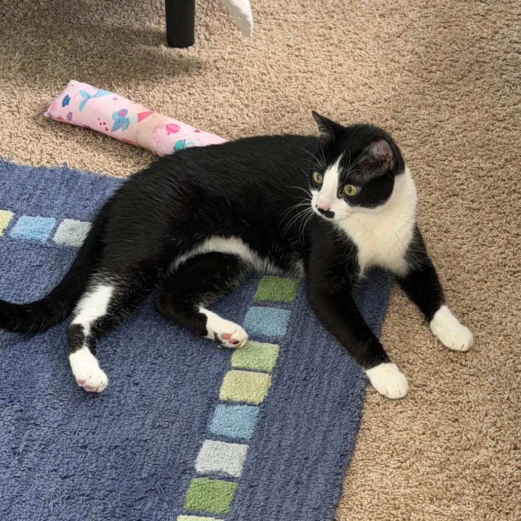 Cassius (Home adoption)