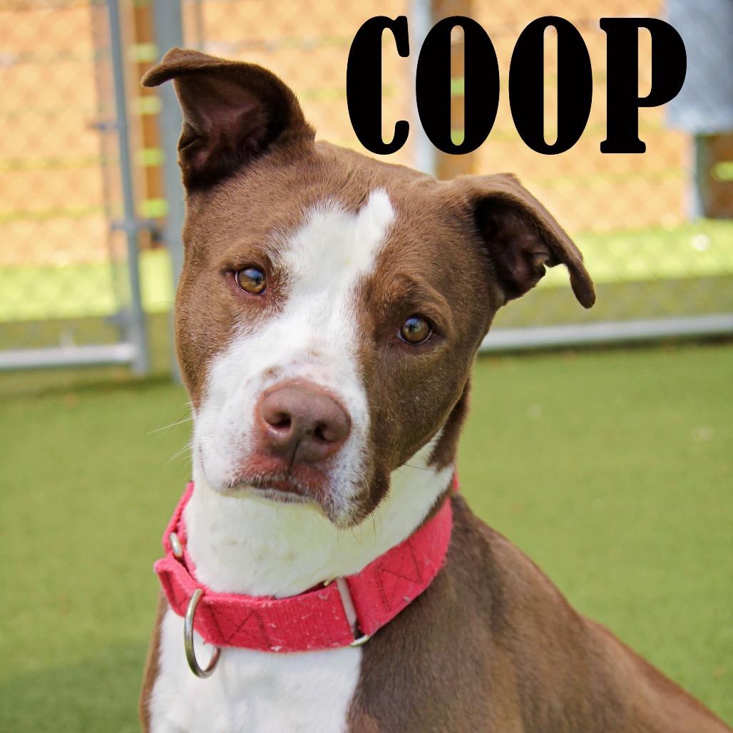 Coop
