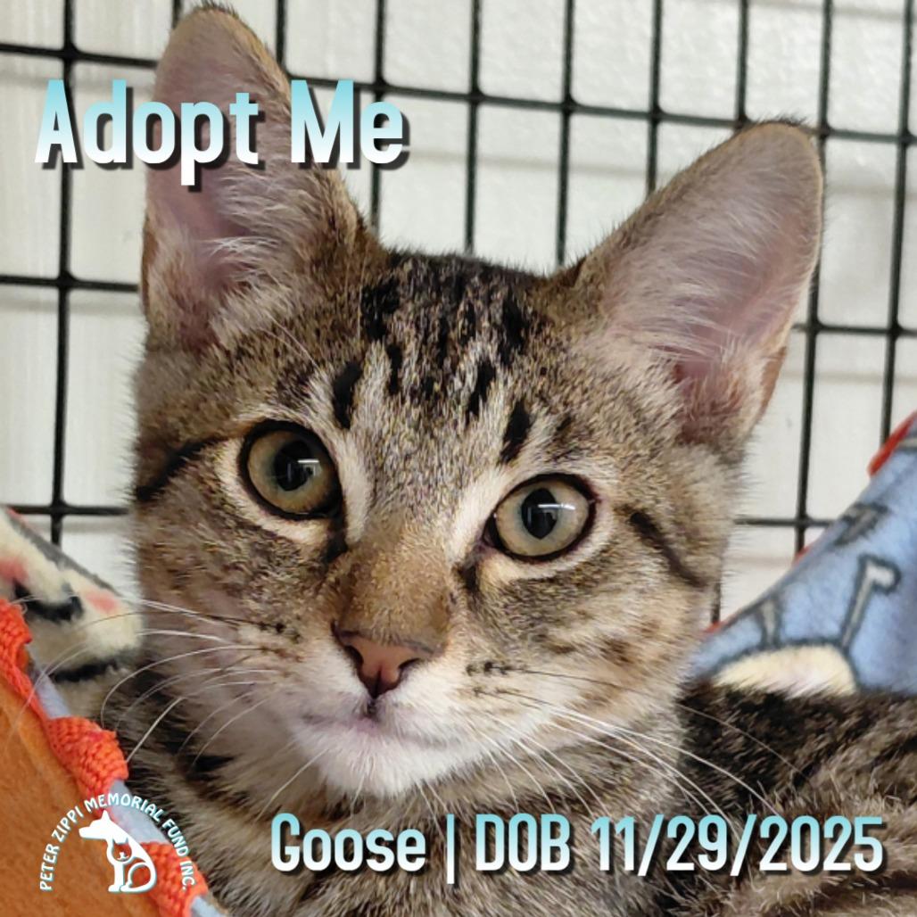 Goose Y003