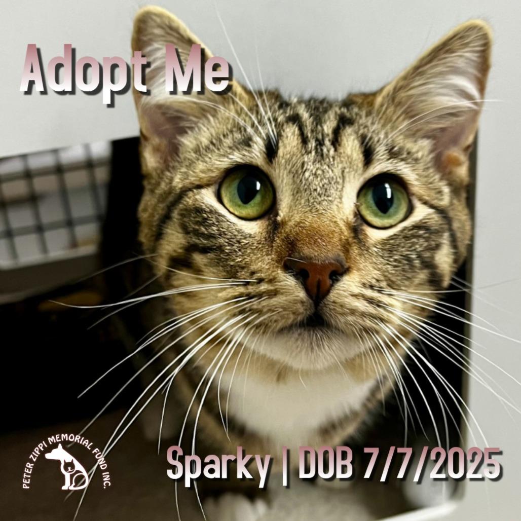 Sparky X054