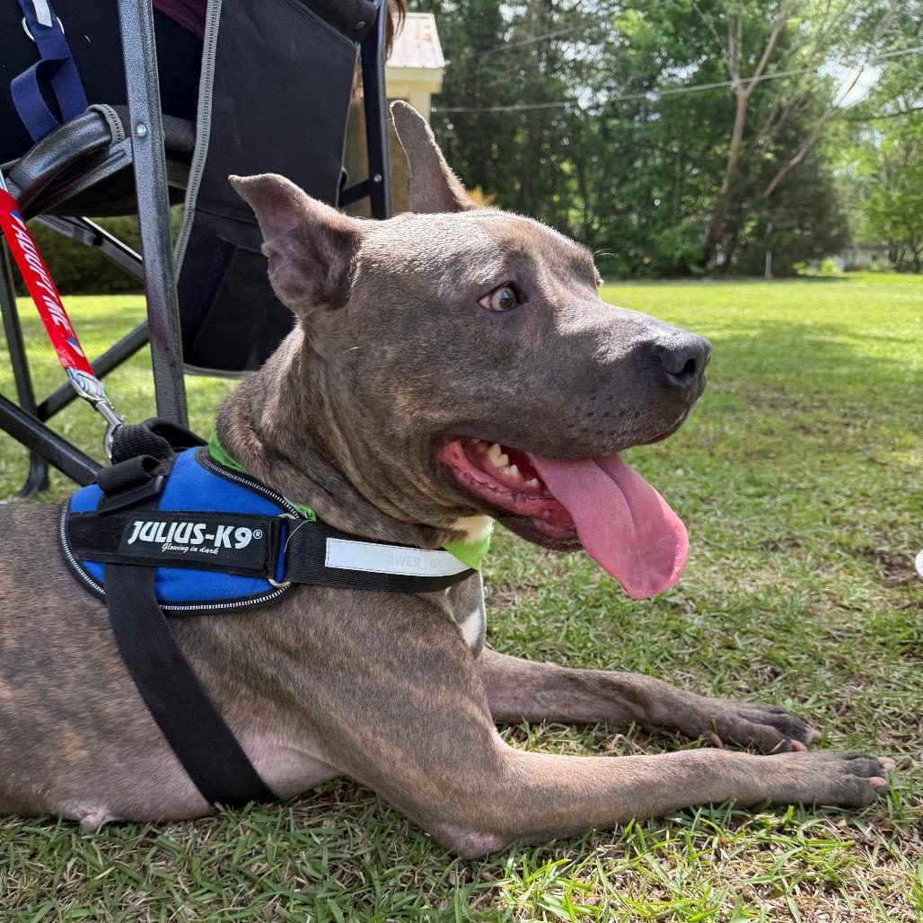 Pepper-Adoption Fee SPONSORED!