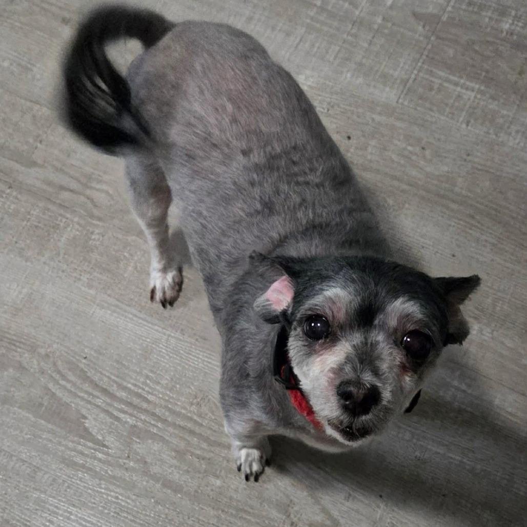 Pixie