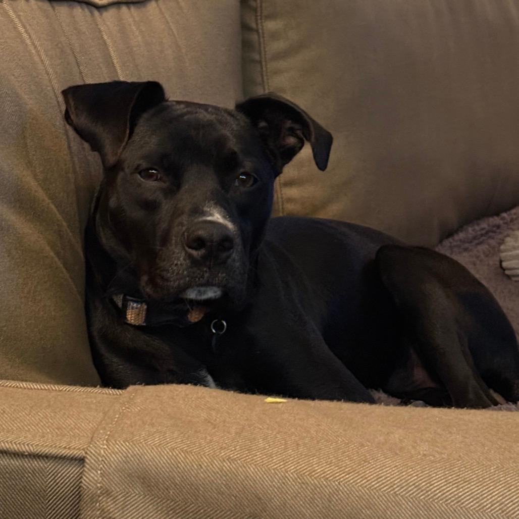 Rio - (Adoption Fee Sponsored!)