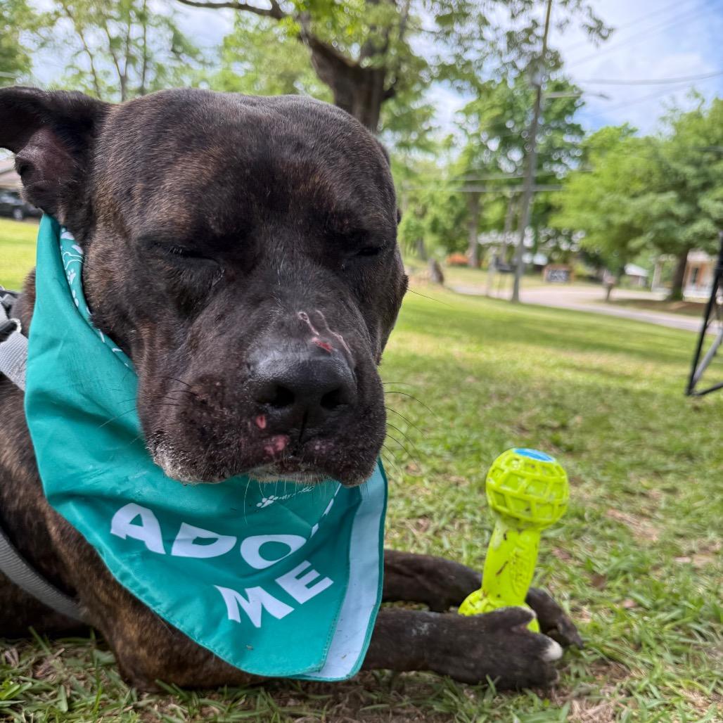 Sprite (Adoption Fee SPONSORED!)