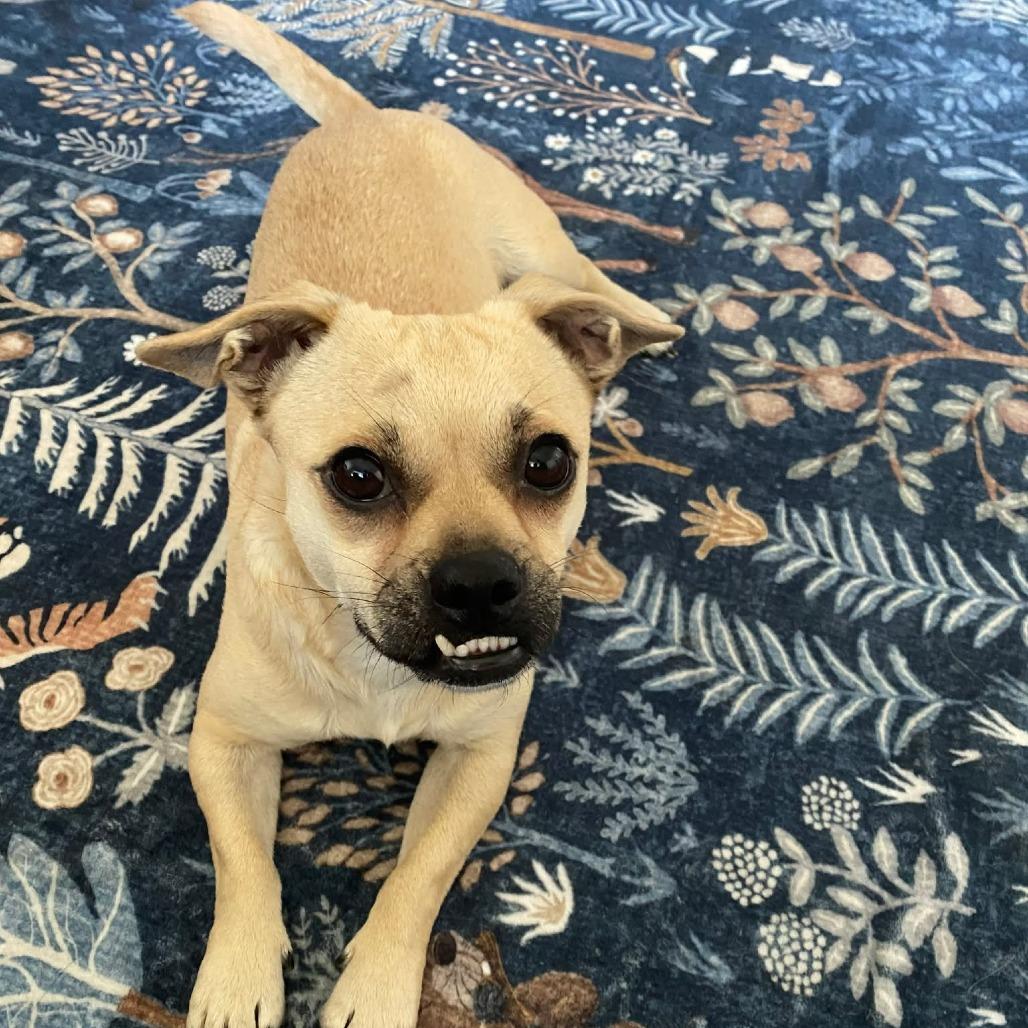 Esther D10880 *Arriving 5/1*