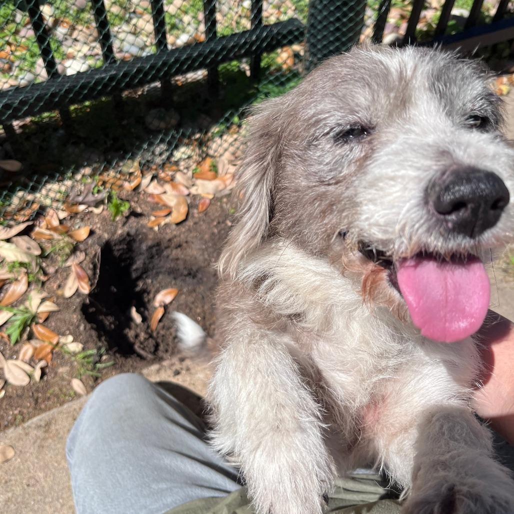 Daisy D10983 *Arriving 5/1