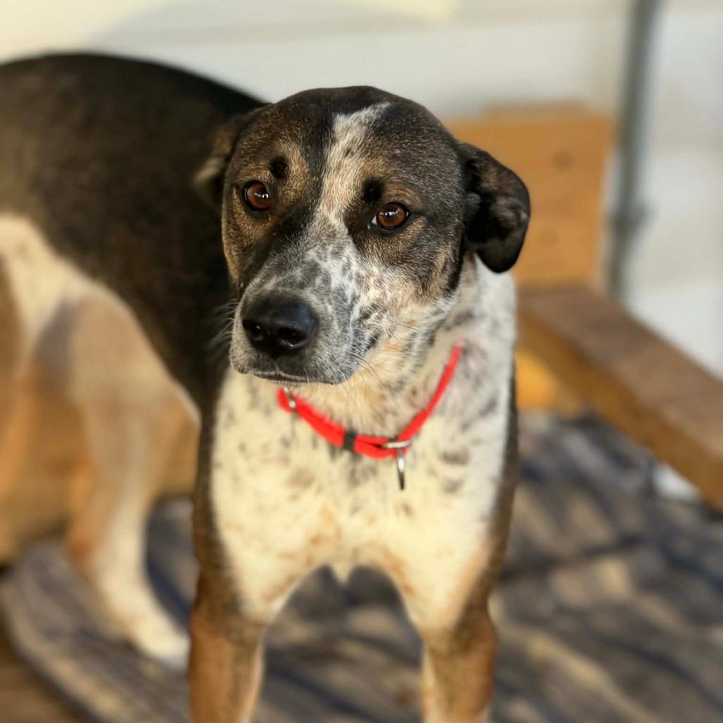 Pippa