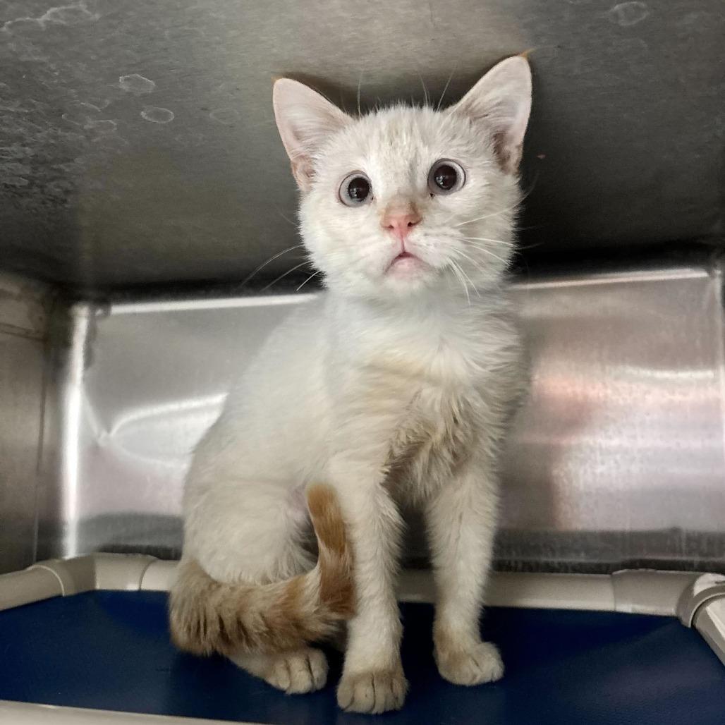 Glass Wing Butterfly