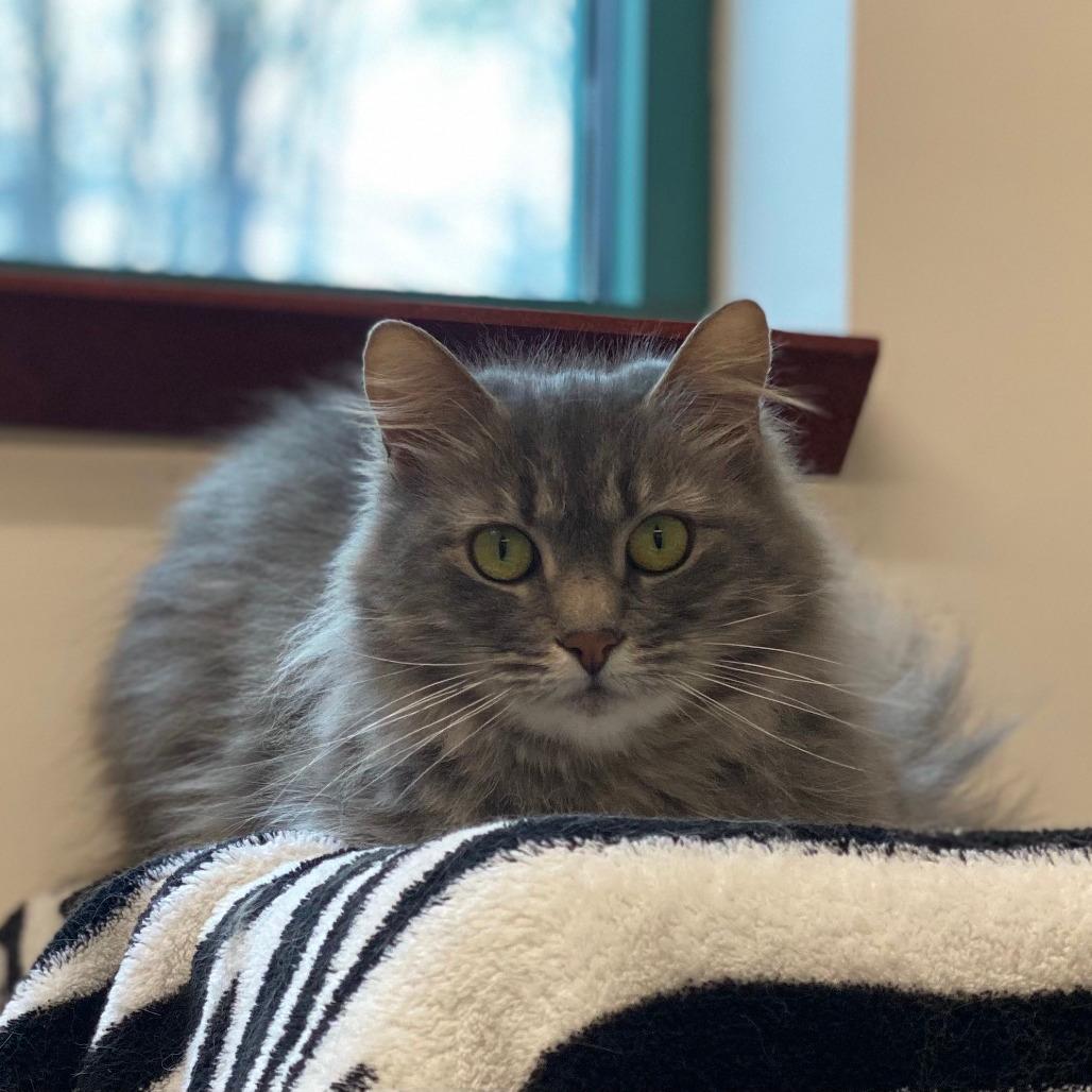 Baby-Hero Needed $99