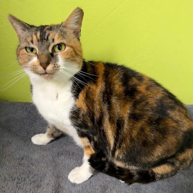 Flame-2624shsfcalico