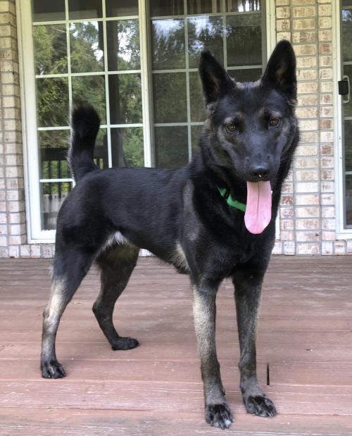 Adoptable Dogs & Puppies in Wilmington, NC | Chewy.com