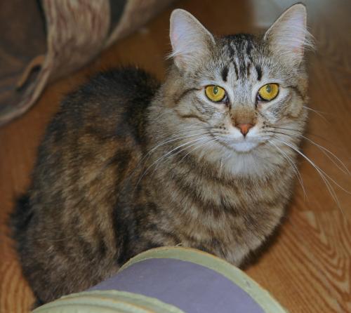 athena