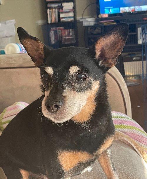 Adoptable Dogs & Puppies in Roswell, GA