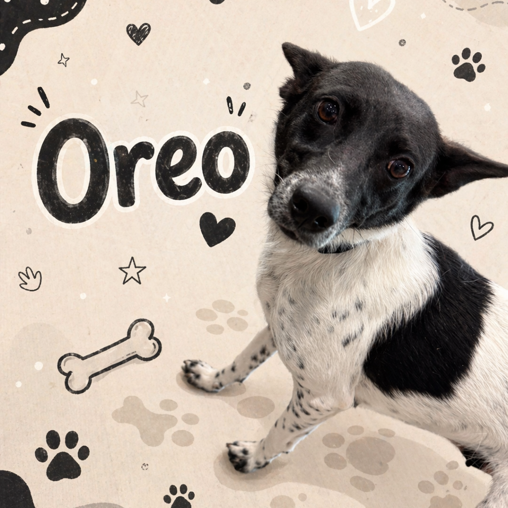 Oreo 