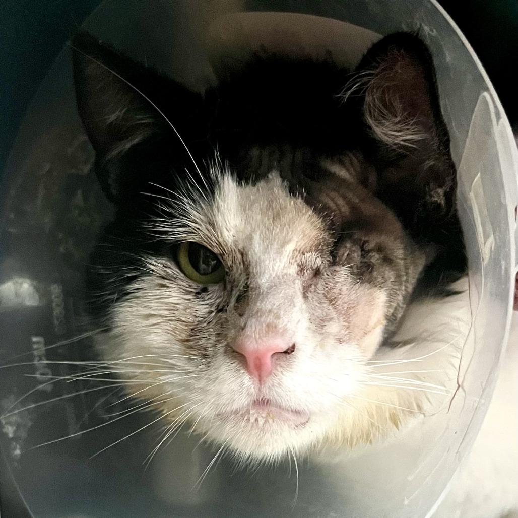 International Super Spy