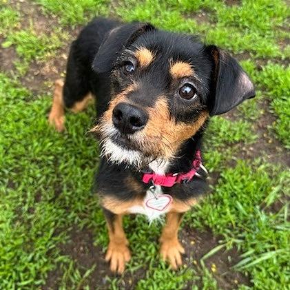 Poppy - In Foster - $399