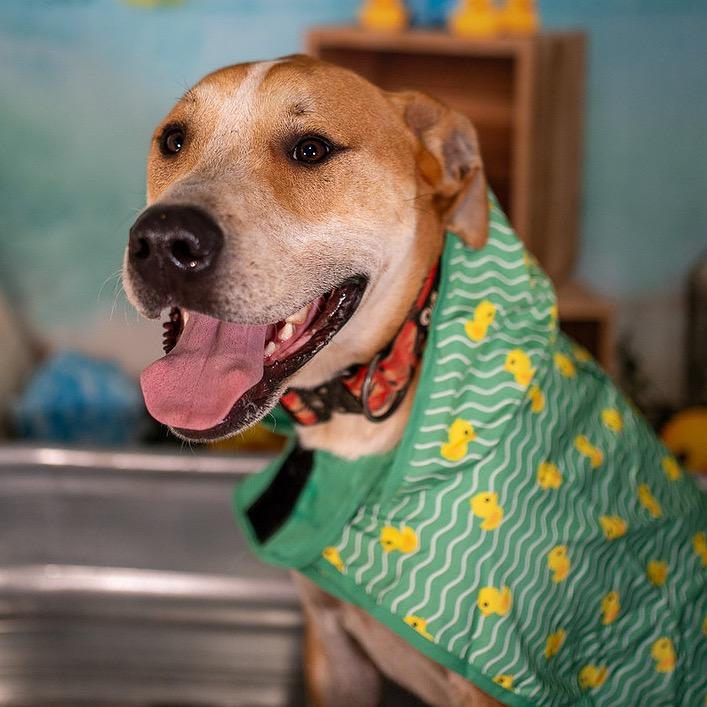 Gunner