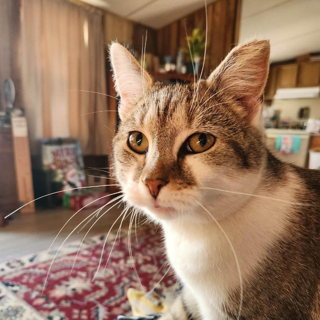 Munchkin 