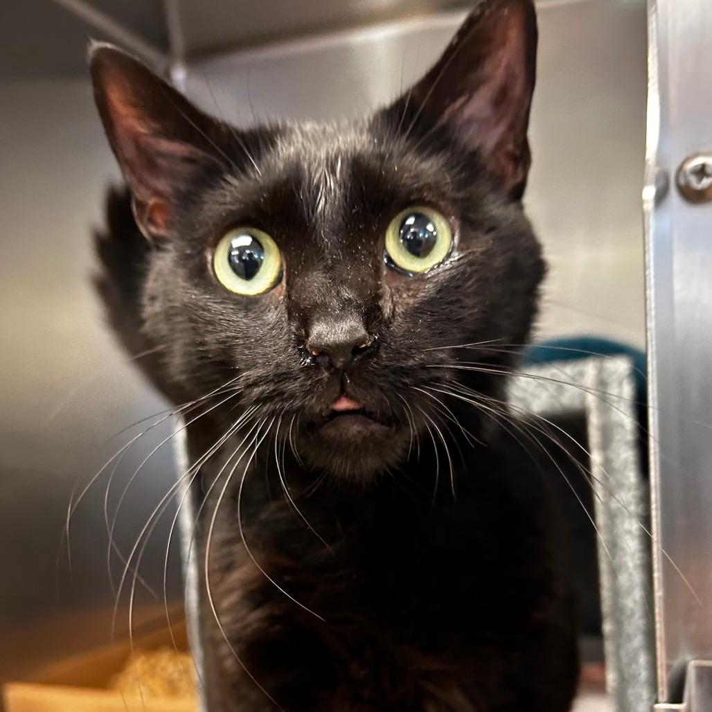 Cinder - IN FOSTER