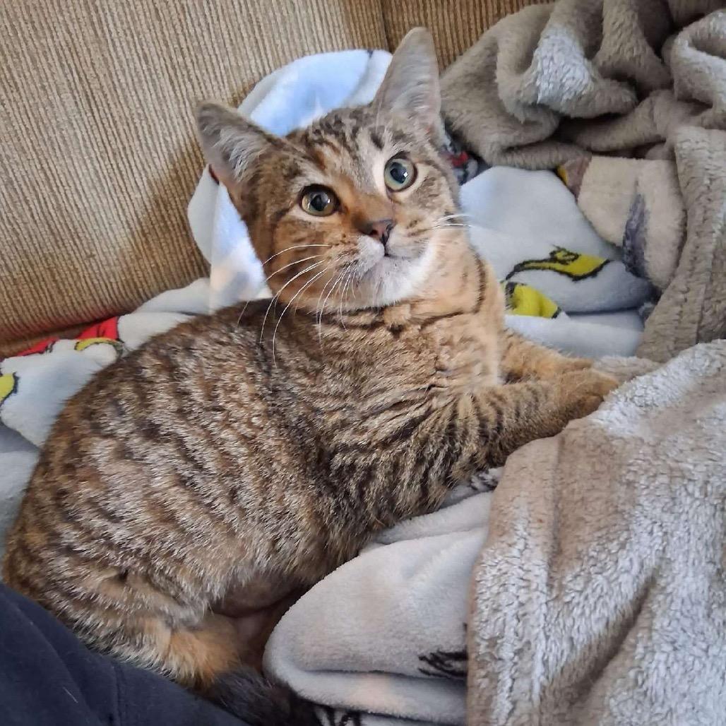Stripey