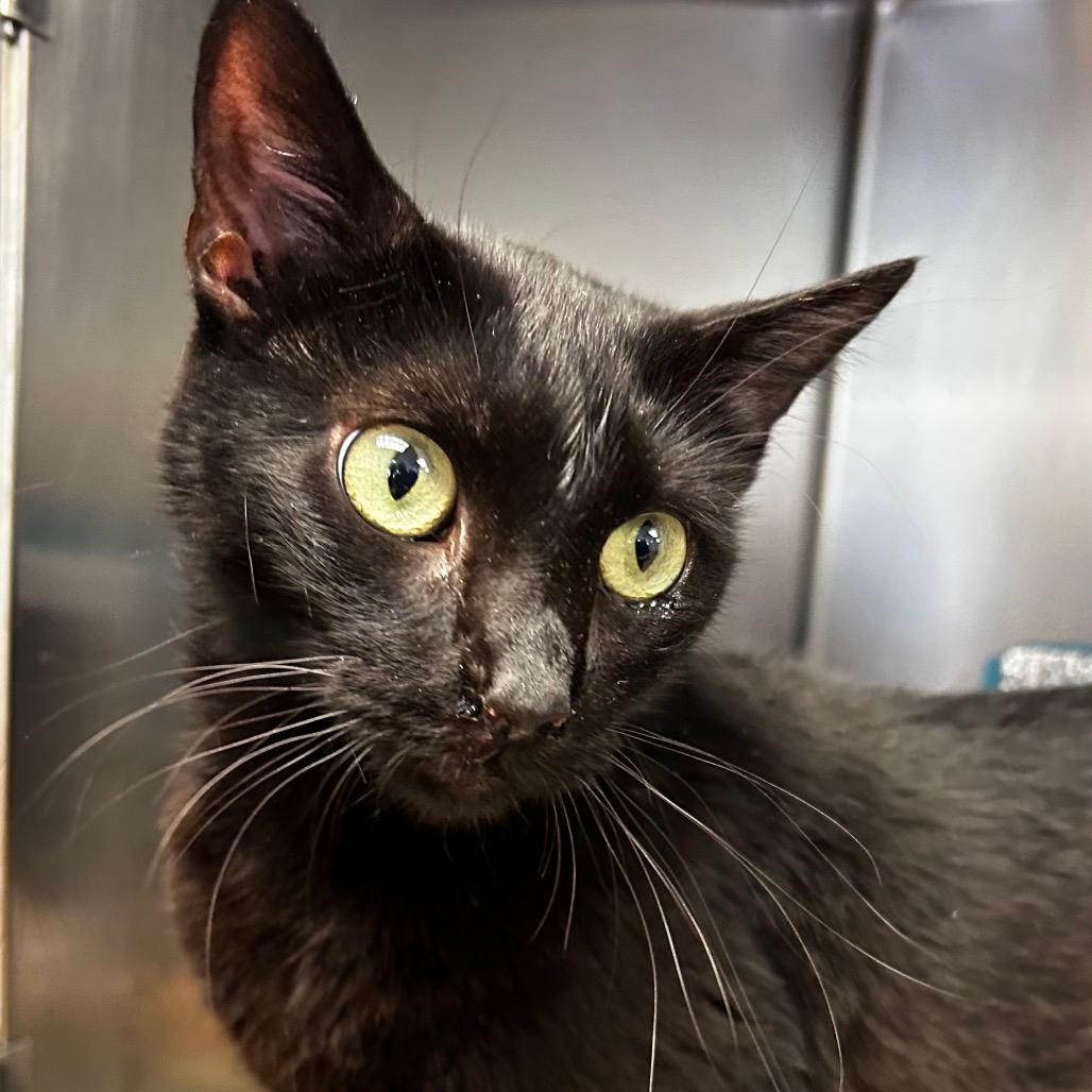 Cinder - IN FOSTER