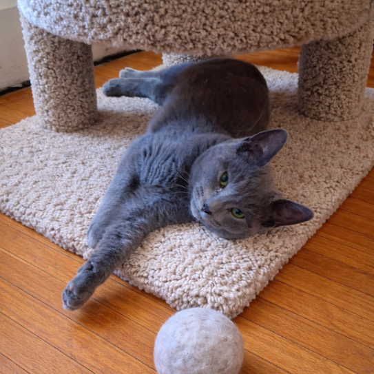Grey Boy