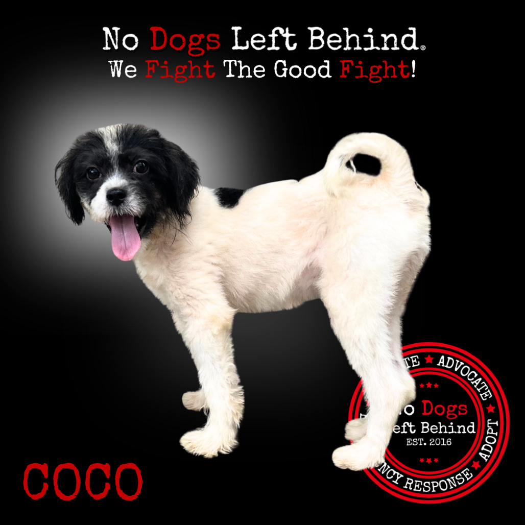 Coco 4060