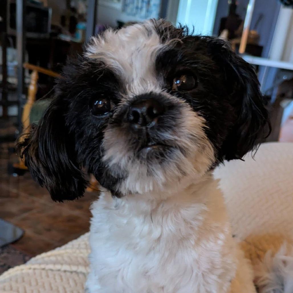 Bo
