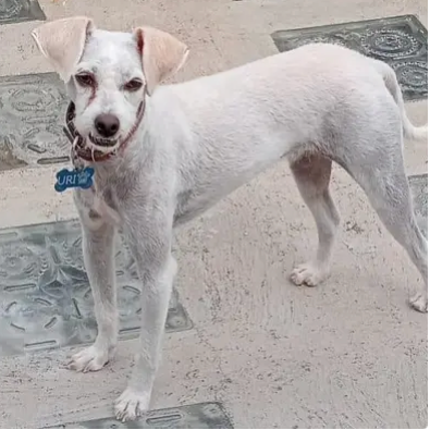 Benji
