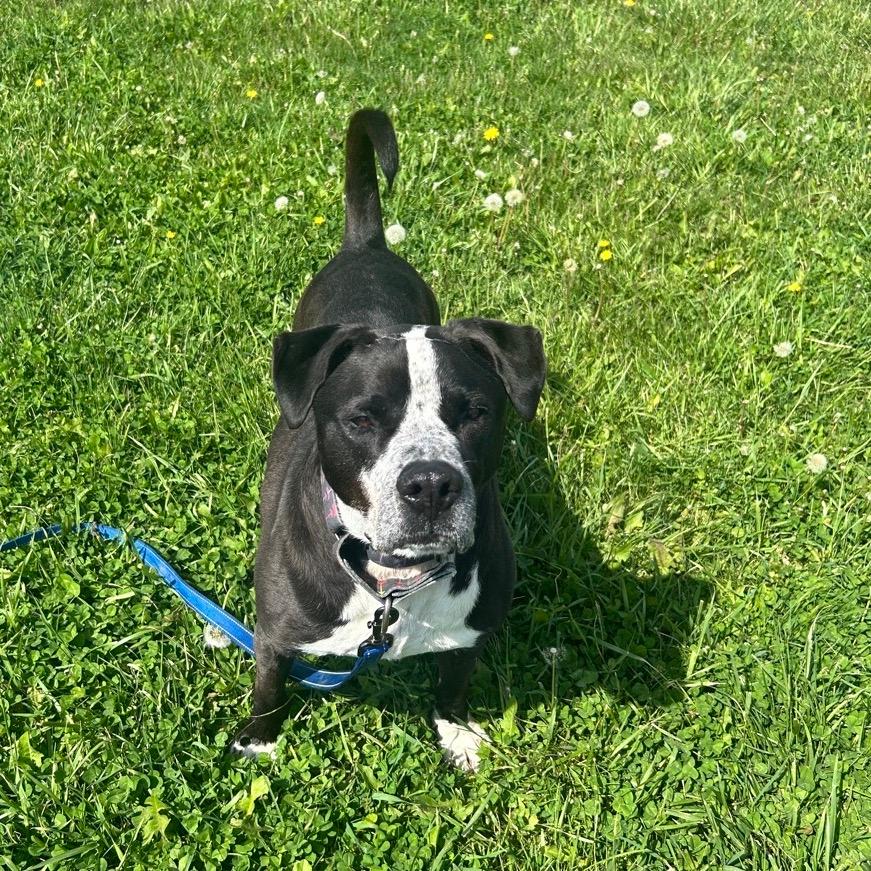 Dex