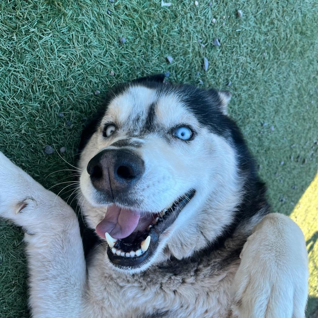 Rex