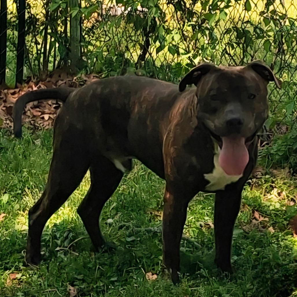 Apollo