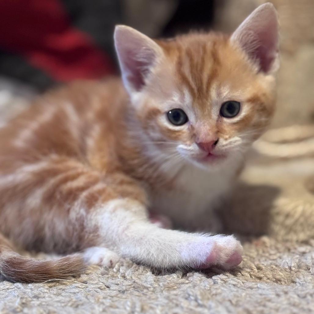 Patches - kitten 3