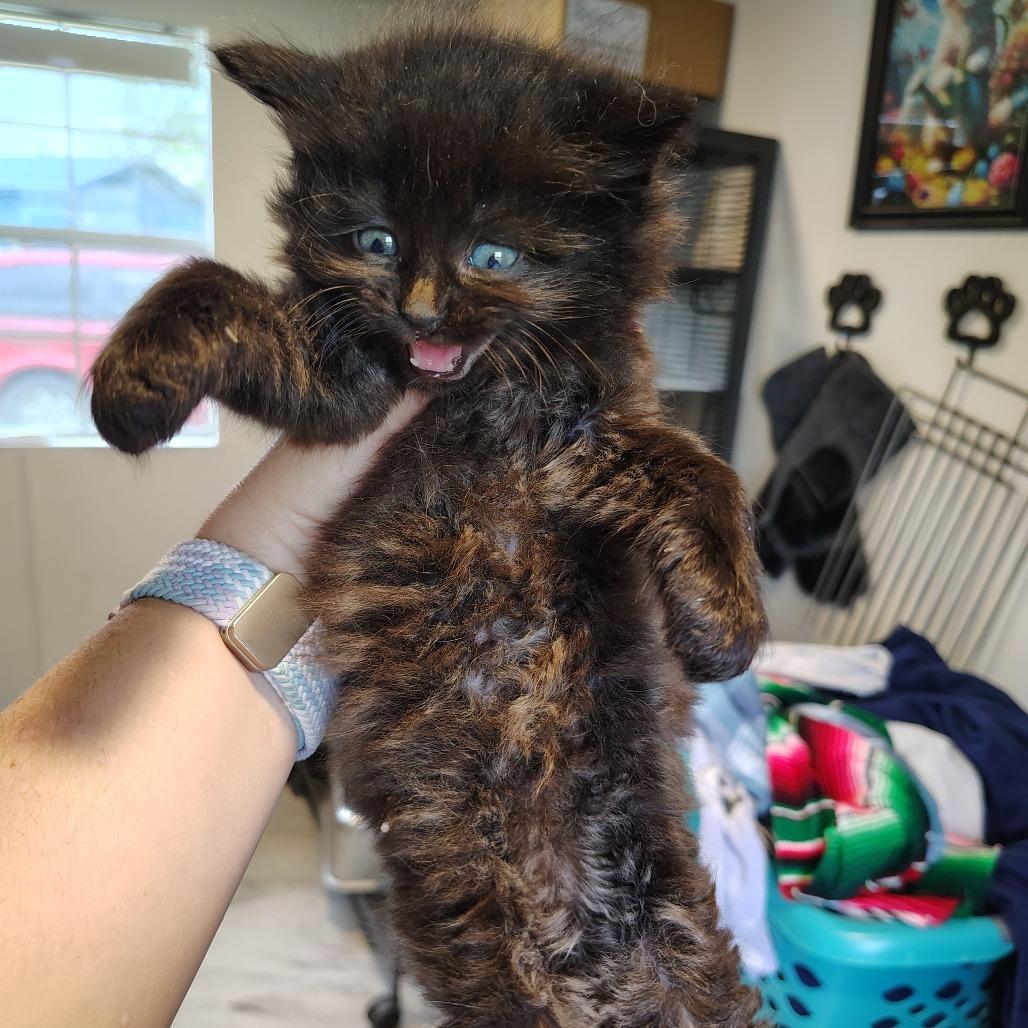 Brownie