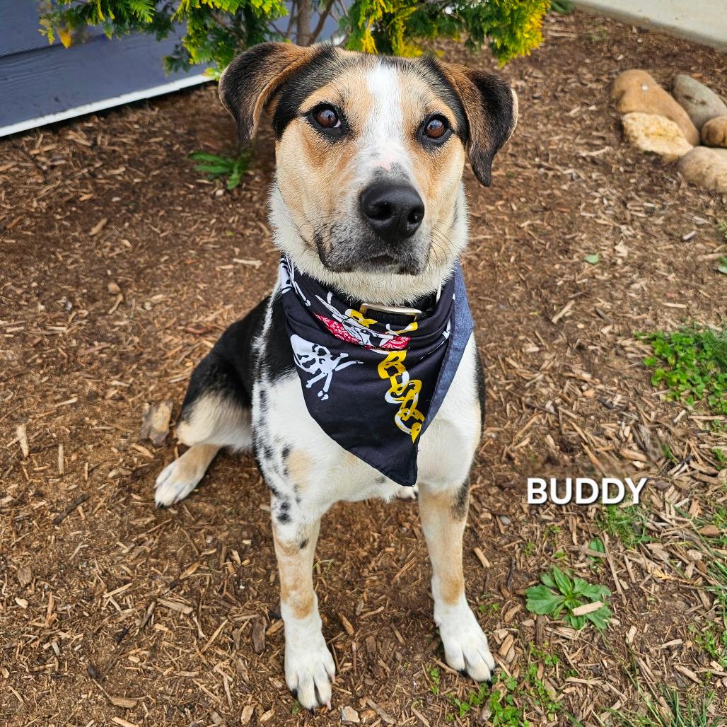 Buddy