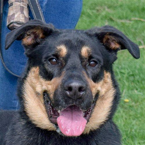 Adoptable Rottweiler Dogs | Chewy.com