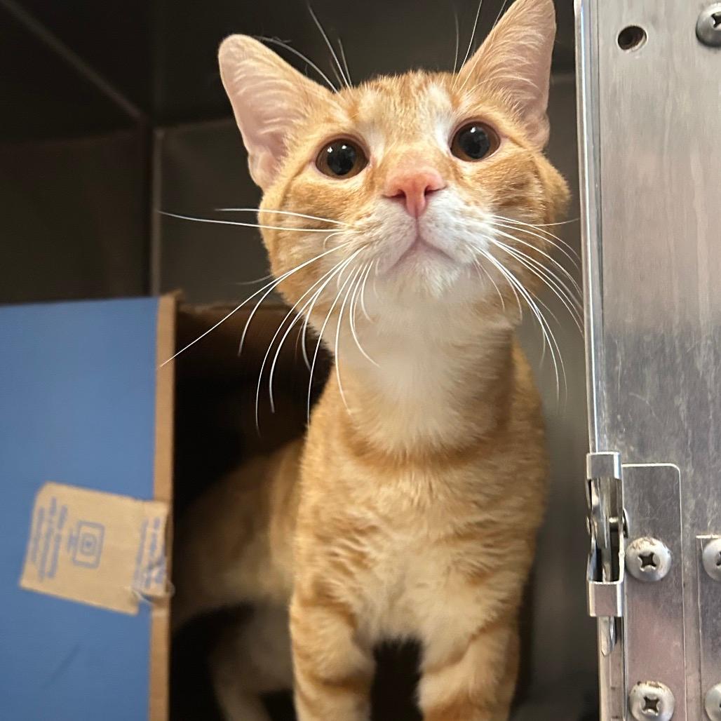 Simba