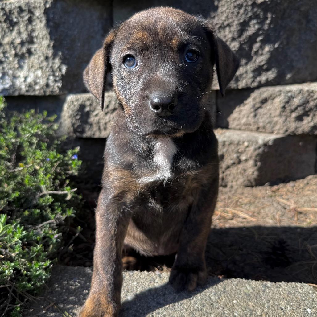 Nutella aka "Sadie"