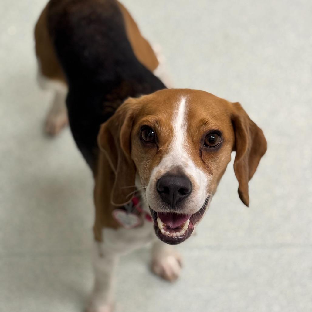 Loki (In Foster) - See my Video!