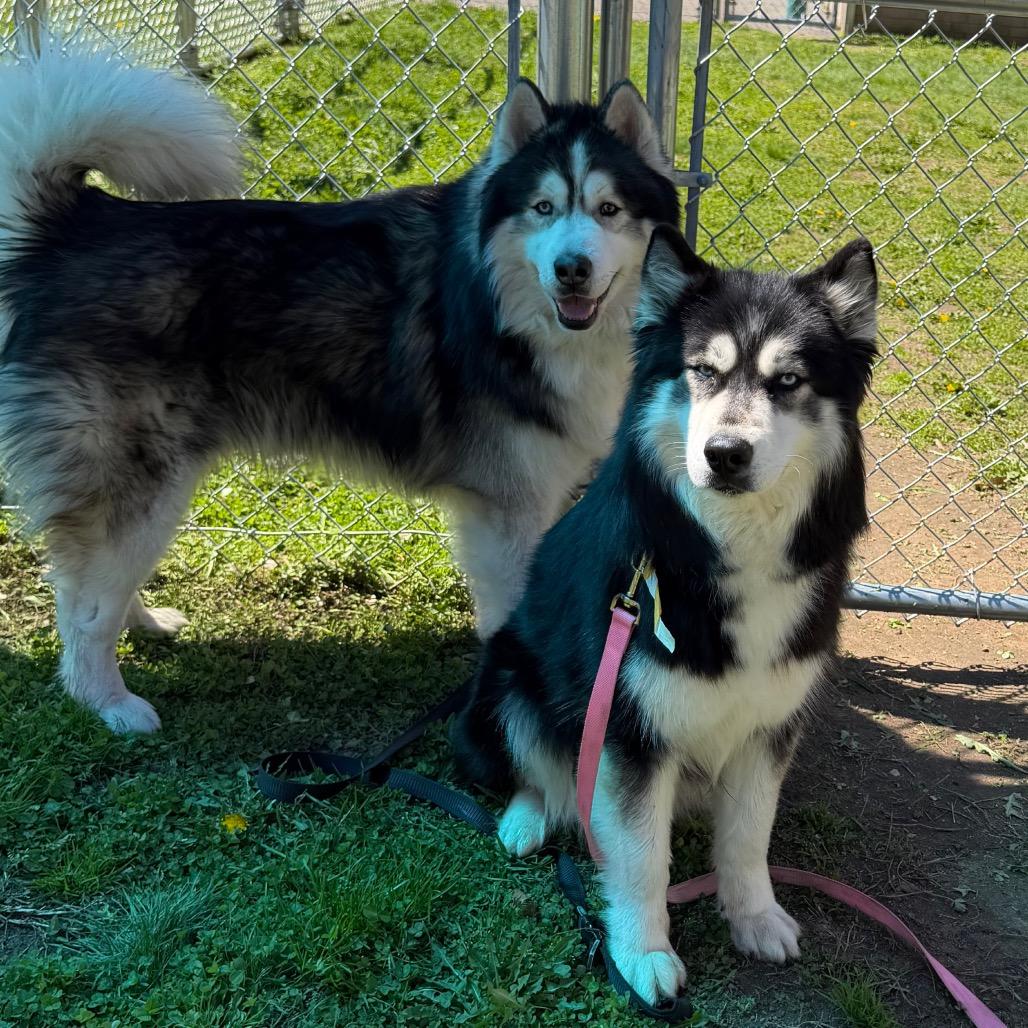 Shakira w/ Alexi *Fee Waived!* See our Video!