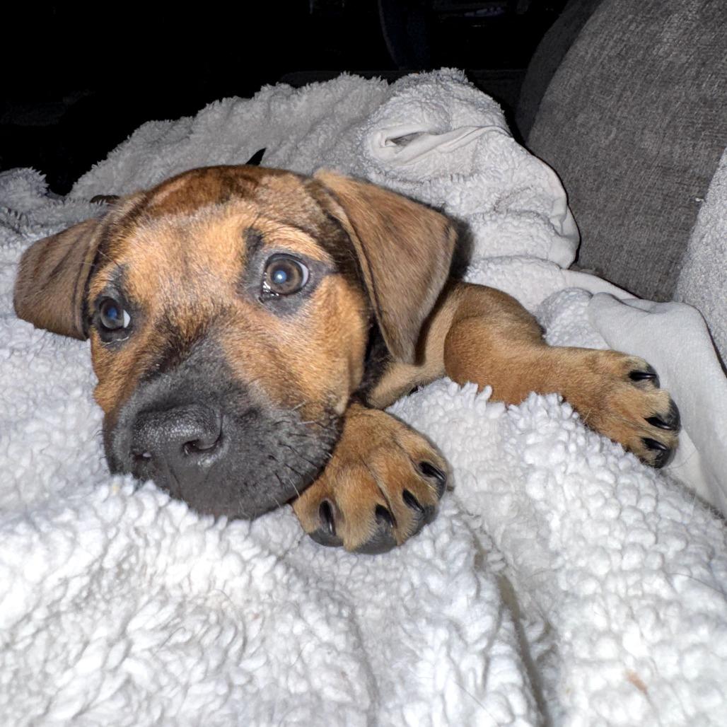 Lyla